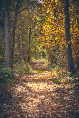 Herbstwanderung, &copy; Kurverwaltung Ostseebad Baabe