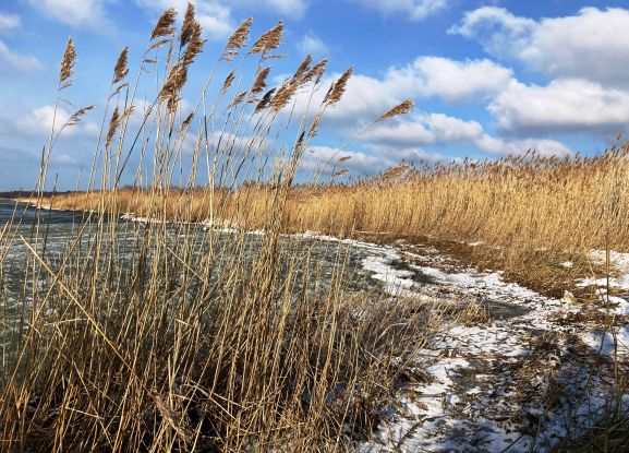 Boddenufer im Winter, © K. Bärwald