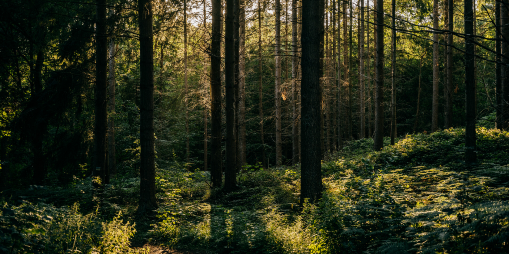 Geocaching - Schnitzeljagd im Wald, © Binzer Bucht Tourismus