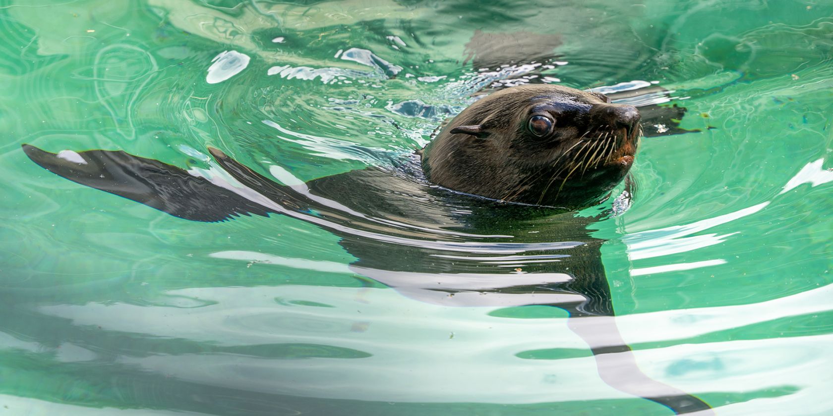 Seebär Eda, © Zoo Rostock/Drübbisch