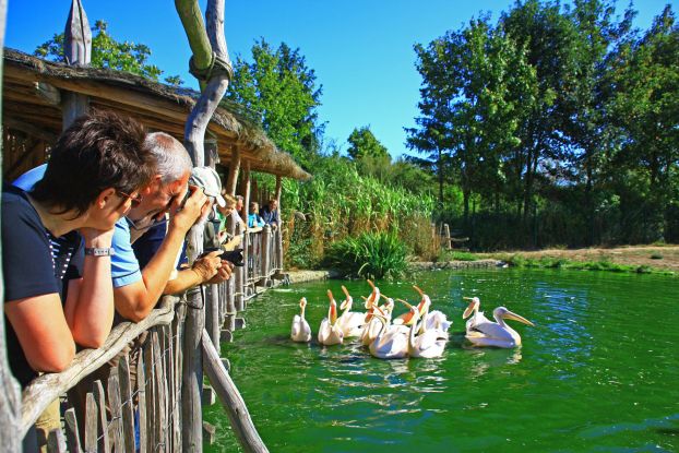 pelican-feeding-in-the-bird-park-marlow, © Vogelpark Marlow