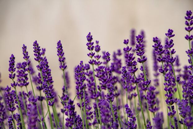 Lavendel, © Pixabay