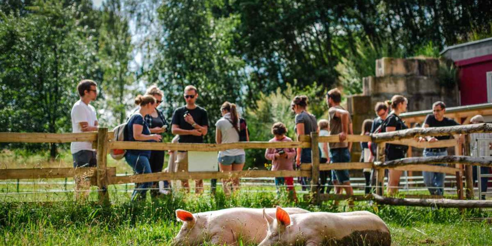 Die Schweine Anni & Rosalie bei den Besuchszeiten im Land der Tiere, &copy; Land der Tiere