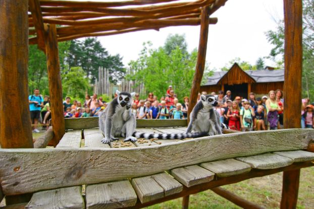 Lemurenfütterung im Vogelpark Marlow, © Vogelpark Marlow