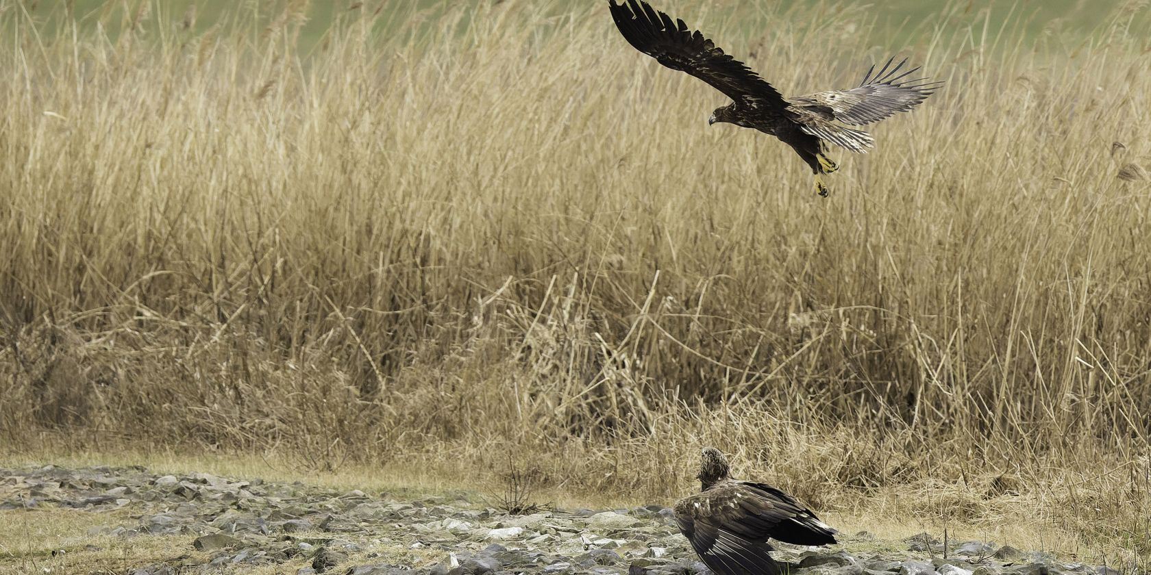zwei_Seeadler_Maria_Effenberger_kl, &copy; Maria Effenberger