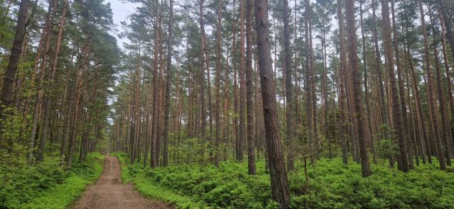 Wanderung Baaber Heide (c) Kurverwaltung Goehren, &copy; Kurverwaltung Goehren