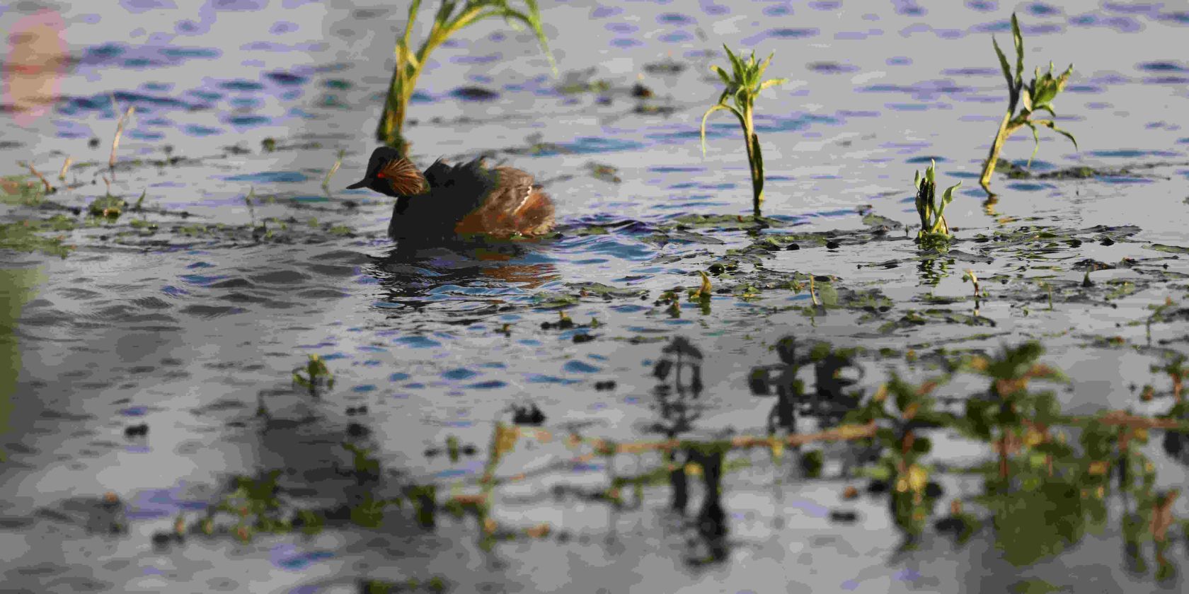 24-05-11 Vogelparadies Große Rosin, GMZ