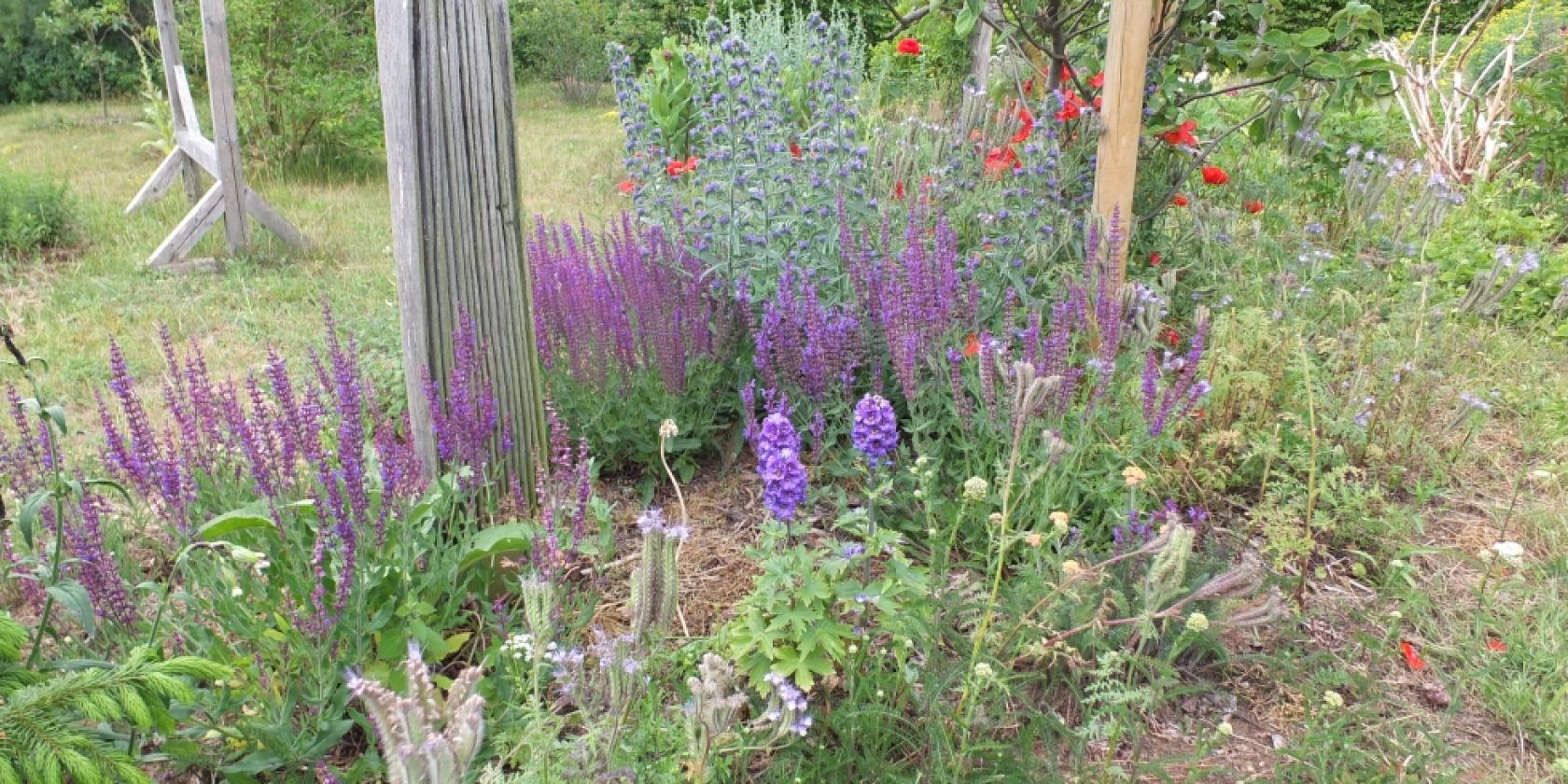 colorful_flowering_herb_garden_2, © Martin Hagemann