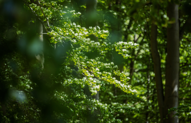 Survival Camp, © Binzer Bucht Tourismus