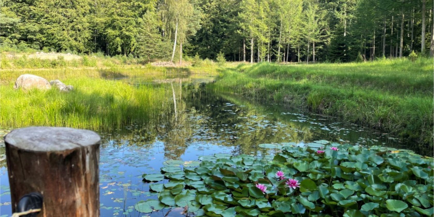 Saale biotope, © Südliche Boddenküste