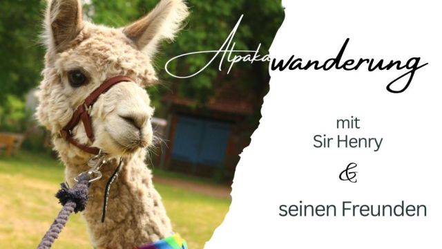 Alpakawanderung, &copy; Jennifer Dietel