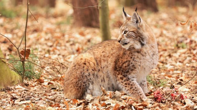 Wildpark-MV &copy; Luchsf&uuml;tterung, &copy; Wildpark-MV