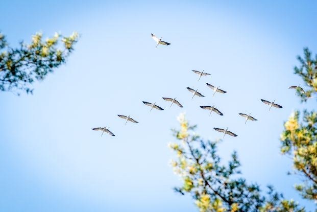 Kraniche im Flug, &copy; Andr&eacute; Pristaff