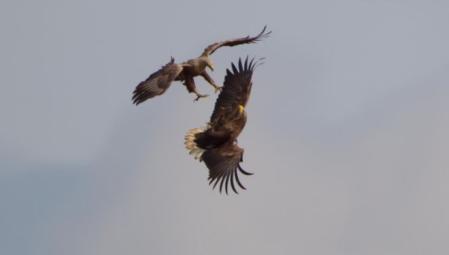 Seeadler-Tour, &copy; Mirko Hecht