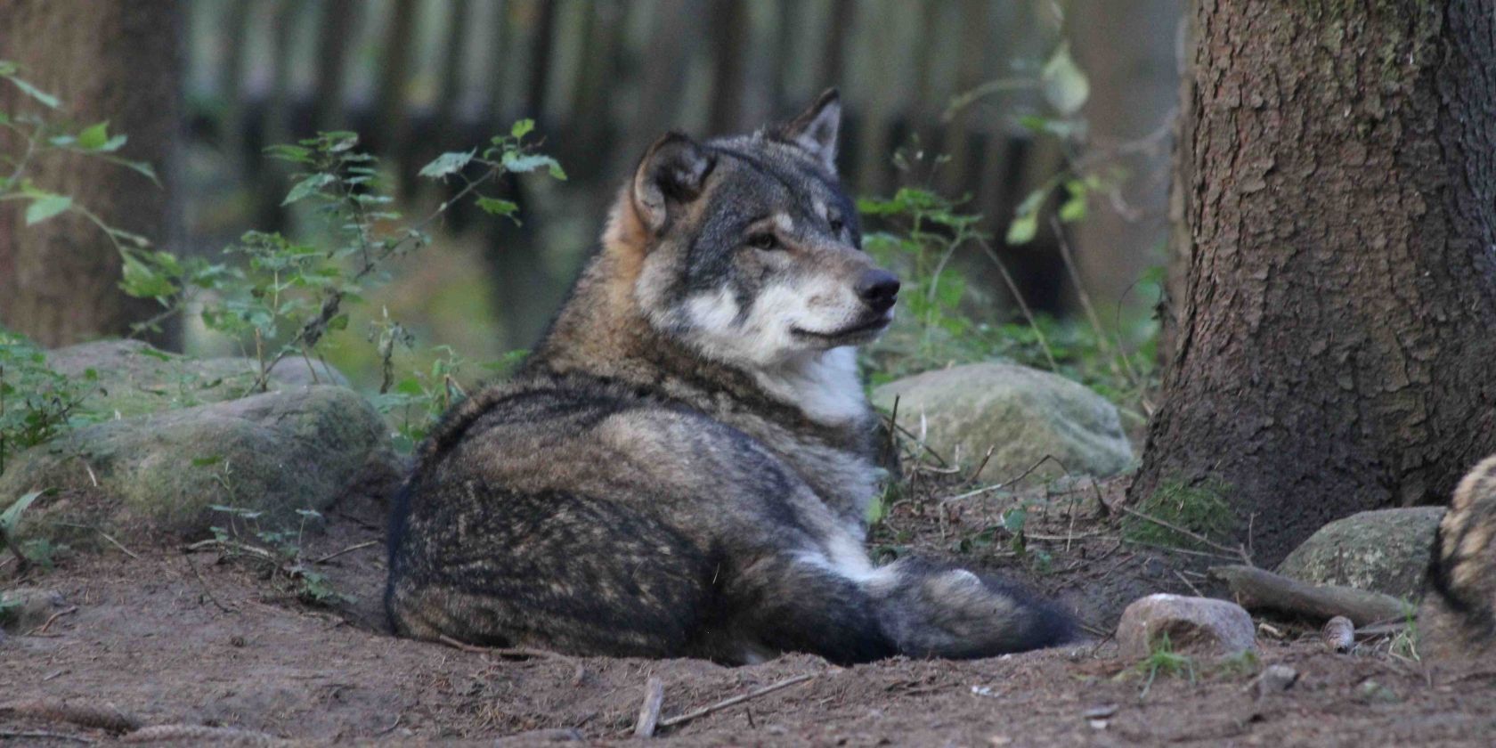 Wildpark-MV - Wolf in der Raubtier-WG, © Wildpark-MV