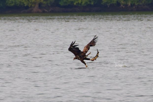 Seeadler mit Fisch, &copy; Anne Hecker