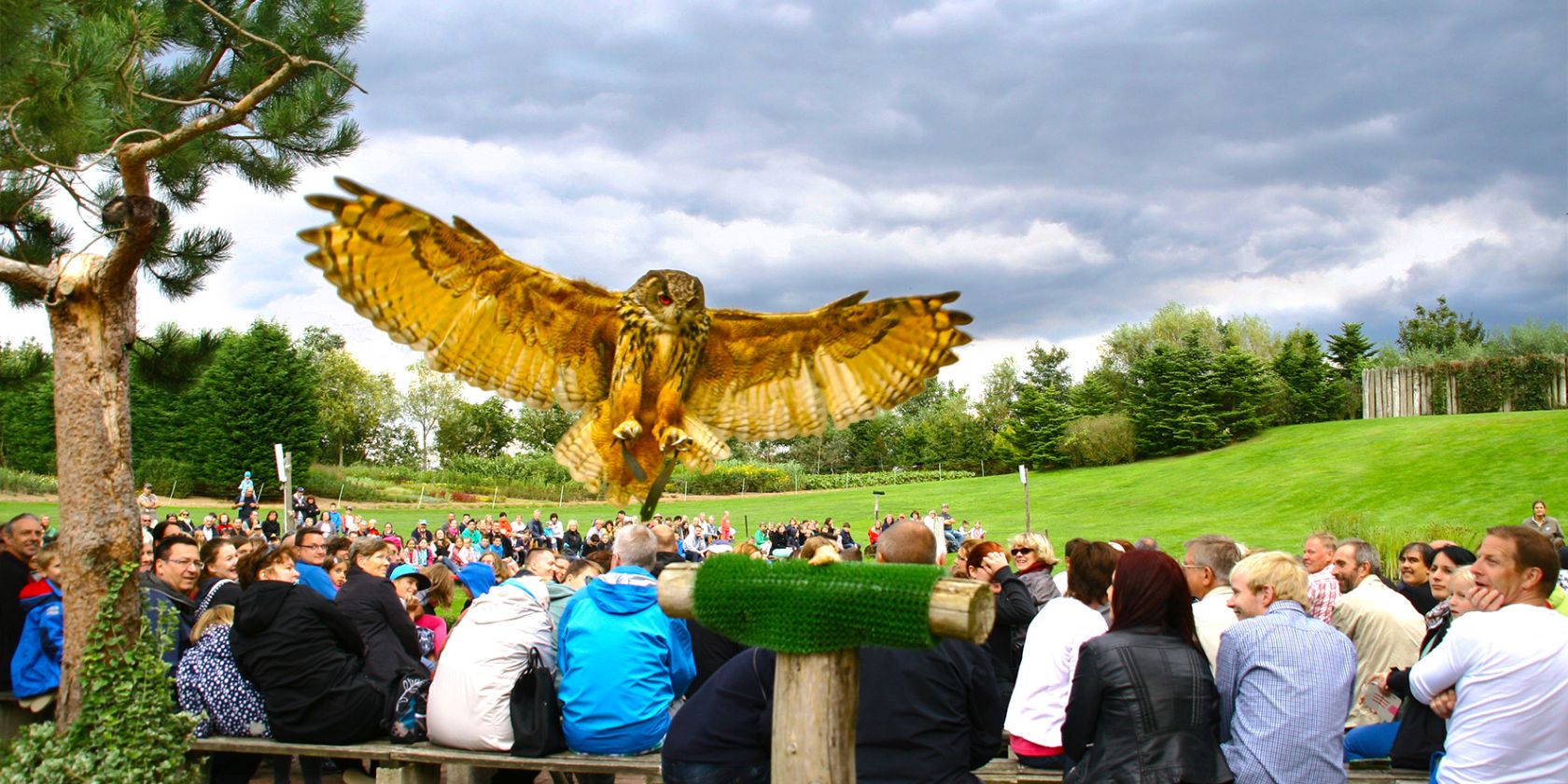 Uhu in der Flugshow, © @ Vogelpark Marlow