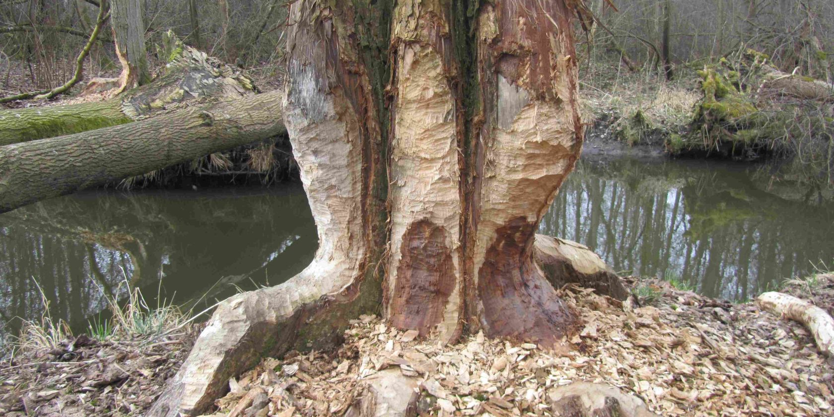 24-03-16 On the trail of the beaver, GMZ, &copy; Gudrun Marin-Ziegler