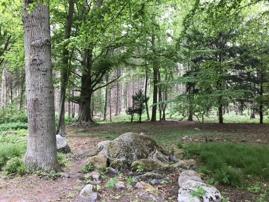 Wald, © Kurverwaltung Mönchgut