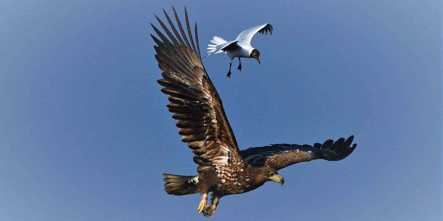 Seeadler und Möwe, © Jörg Dollmanski