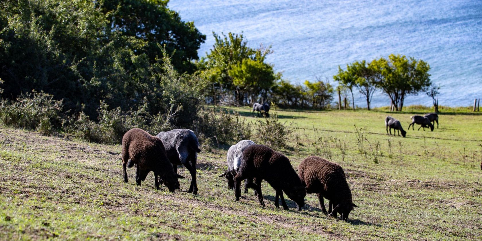 Autorenlesung Oekohof Martin Stoever August 2020_P5I4177, © Kurverwaltung Goehren / Martin Stoever