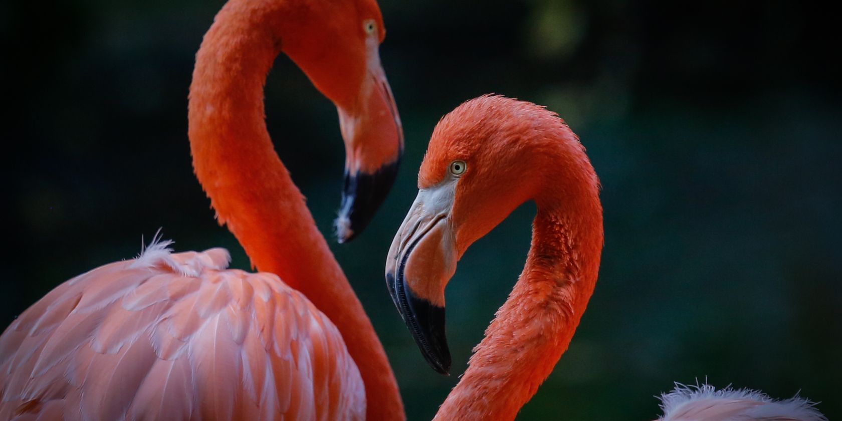 2015_Flamingos_Fotoclub_Ecki Raff, &copy; Zoo Rostock/ Ecki