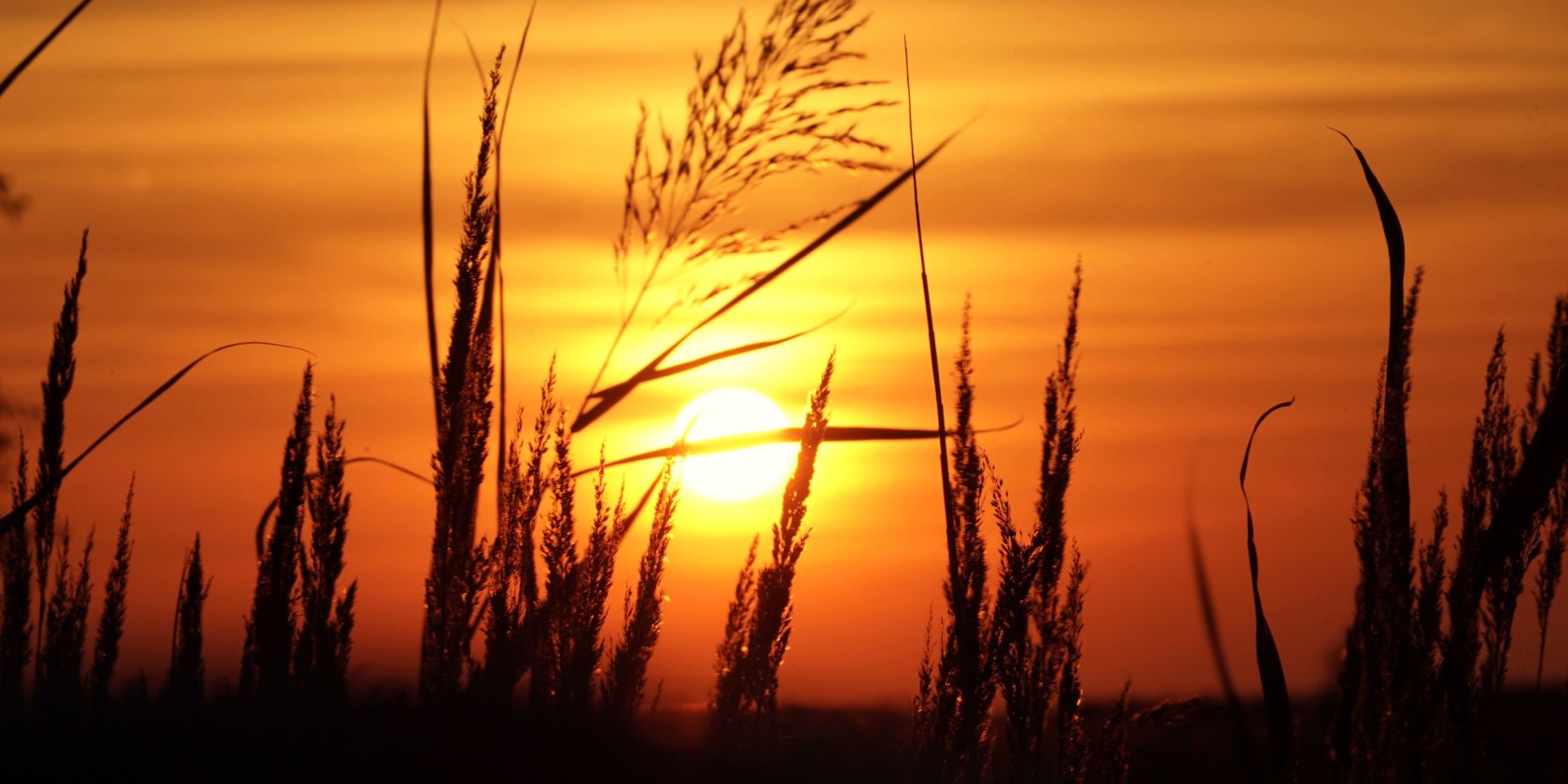 Augenwanderung Sonne Gras-Nico_Offermann, &copy; Nico Offermann