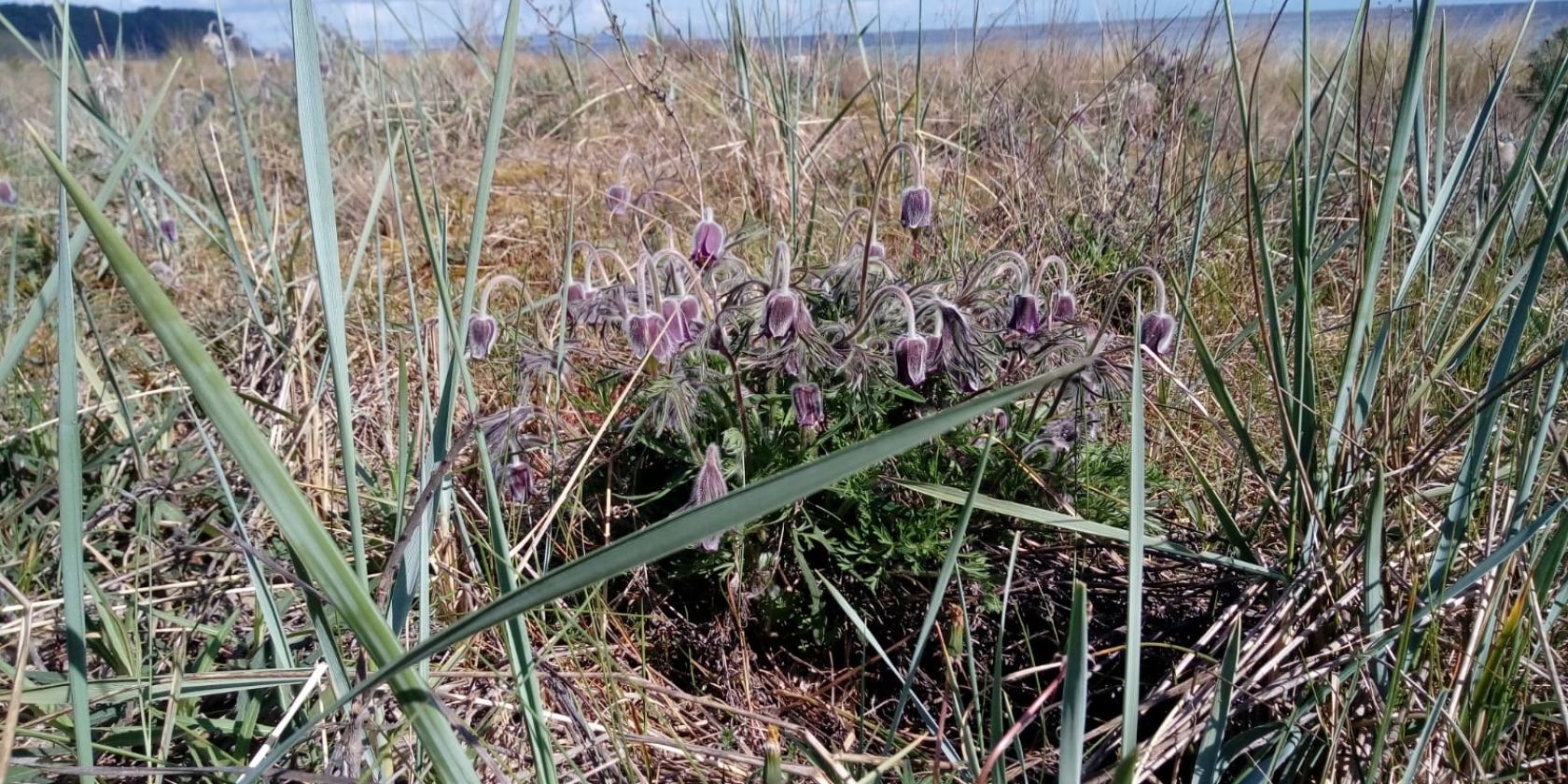 Kuhschelle in der Baaber Düne, © KV Baabe