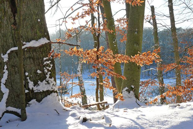 Welterbe im Winter, © Foto: Nationalparkamt Müritz