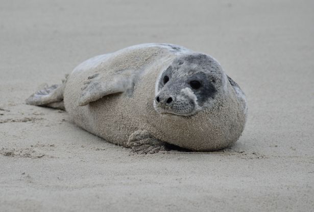 Am 22. März, dem „Internationalen Tag der Robben“, erfahren Gäste im OZEANEUM mehr über die Lebensweise der Meeressäugetiere. (Foto: Nicola Boll/BUND)