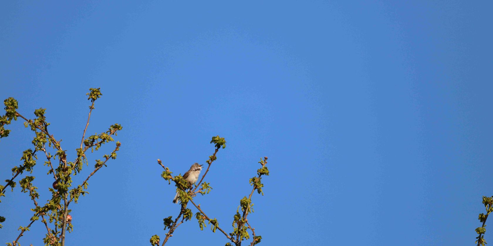 25-04-27 The twittering in the forest, &copy; Gudrun Marin-Ziegler