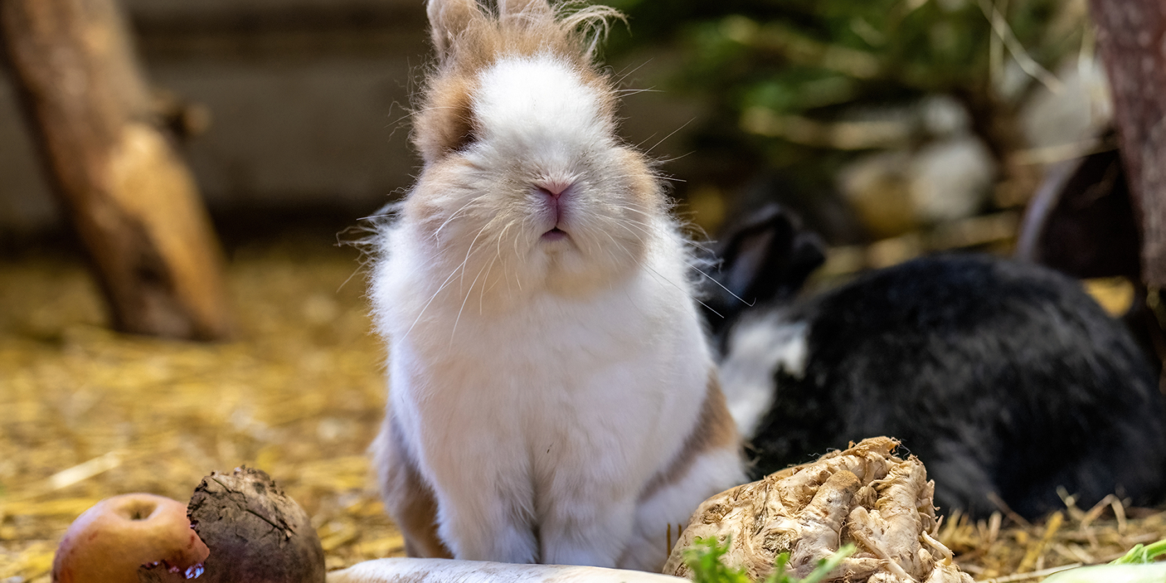 2025-01-17_Kaninchen_Dr&uuml;bbisch (2)b_1920x1080, &copy; Zoo Rostock/ Dr&uuml;bbisch