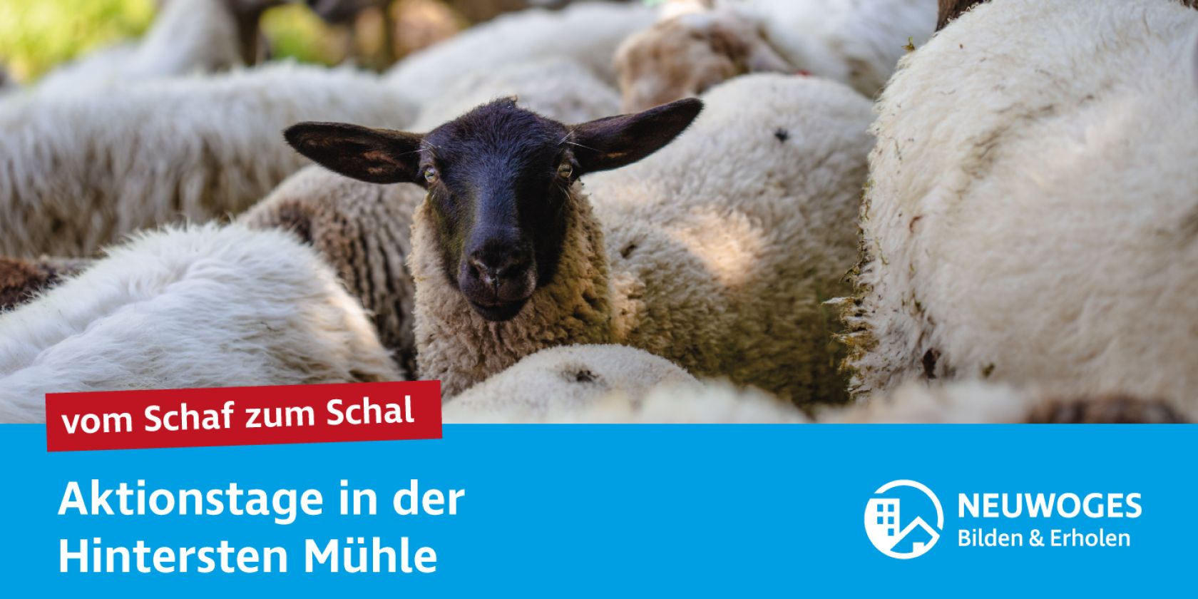 neuw-group_external-coming_to_animal_home_action-days-24-from-sheep-to-shell, © Neuwoges