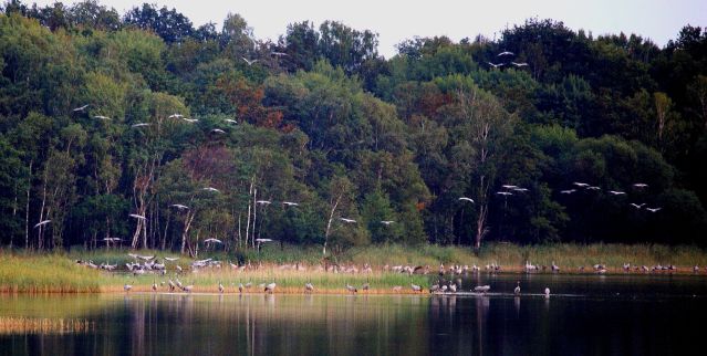 Kraniche im Wasser, &copy; Reinhard Sobiech