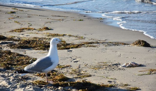 Strandwanderung vom VEREIN JORDSAND zum Schutz der Seevögel und der Natur e. V., © jordsand.JPG