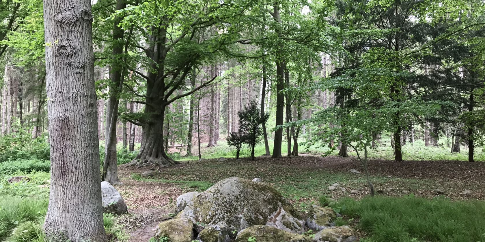 Wald, © Kurverwaltung Mönchgut