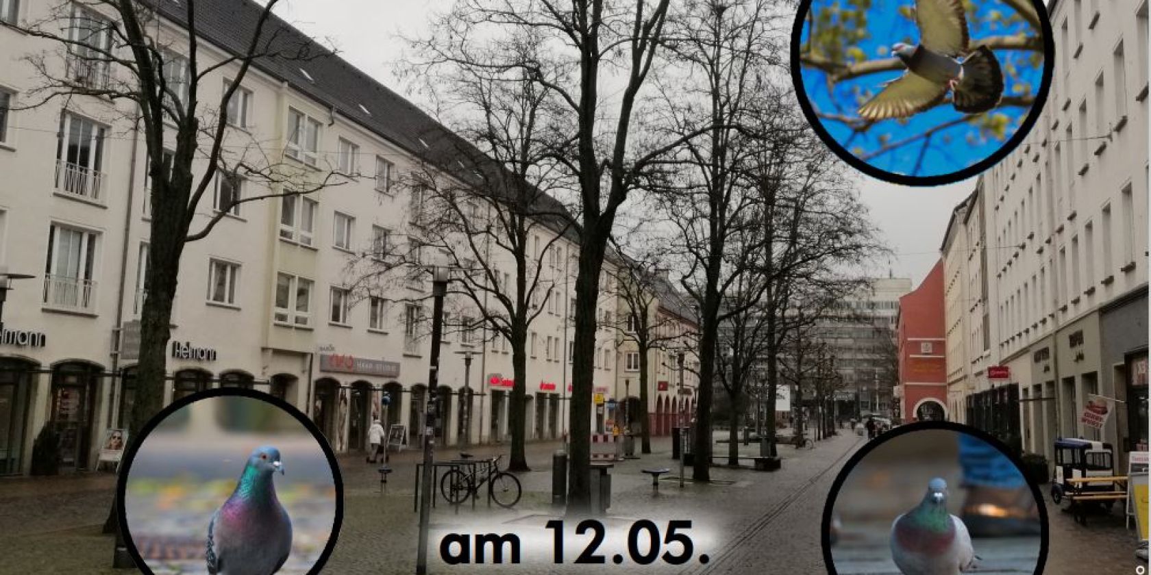 stadttauben, © Jaqueline Maslo