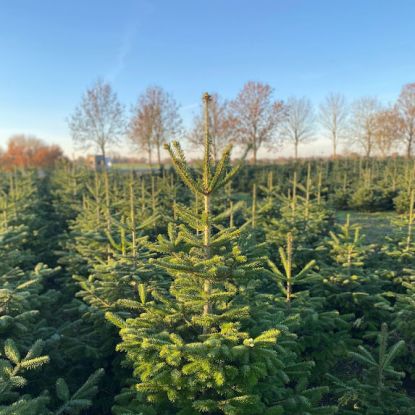 2025-11-06, &copy; Nadine Mal&szlig;