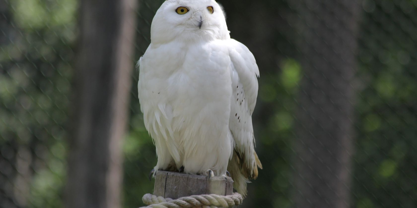 Wildpark-MV - Snowy owl on the Eulenberg, © Wildpark-MV