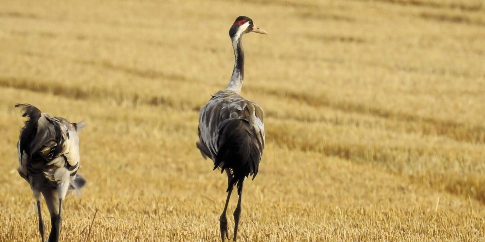 cranes-1593604-scaled-1-2048x1366, © Gemeinde Ostseebad Glowe