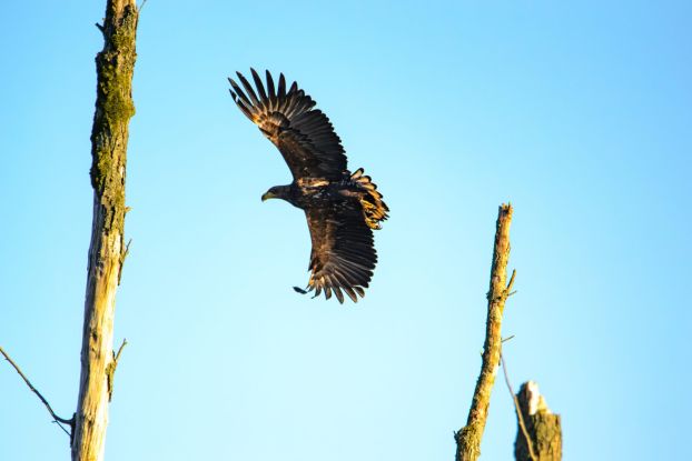 Seeadler, &copy; Gemeinde Ostseebad Glowe