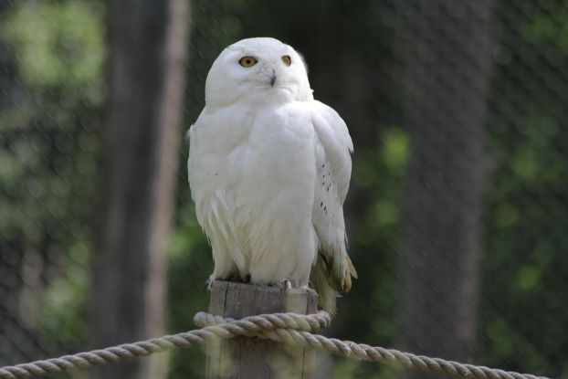 Wildpark-MV - Snowy owl on the Eulenberg, © Wildpark-MV