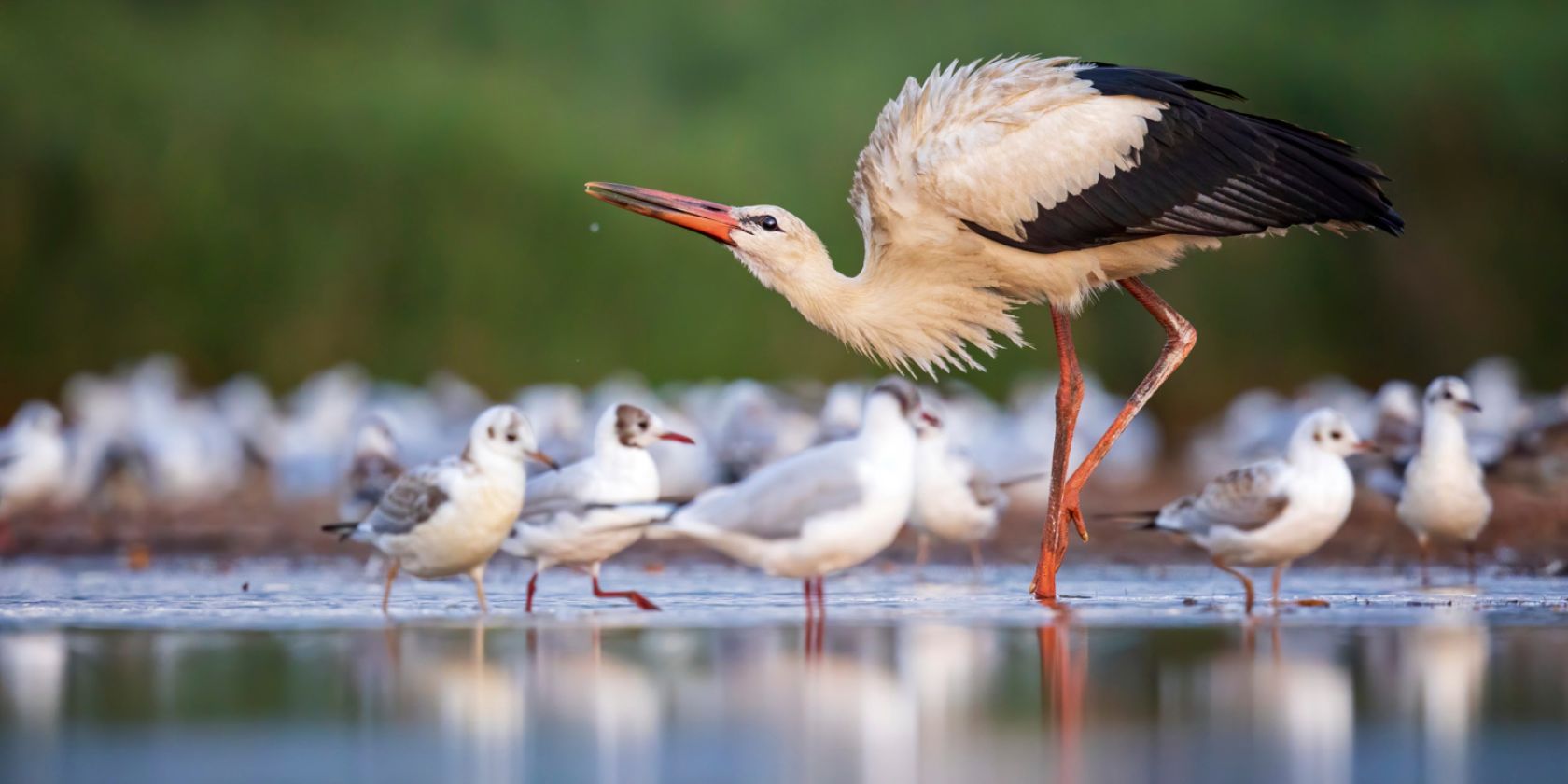 Wilde Elbe_Storch_Thomas Hinsche, &copy; Thomas Hinsche
