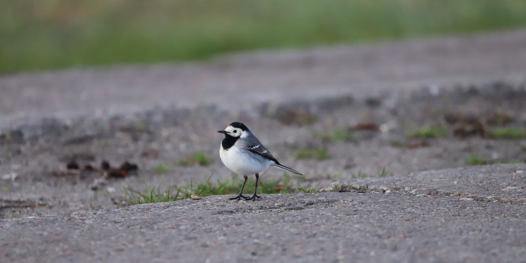 26-05-17 Vogelleben vor der Haust&uuml;r, GMZ, &copy; C