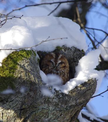 Waldkauz im Winter2_Werner Borok, © Werner Borok