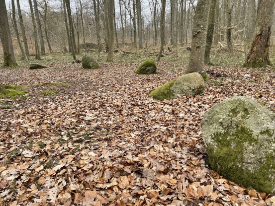 Die Apostelsteine im Saaler Wald, © Tourismuszentrale Südliche Boddenküste