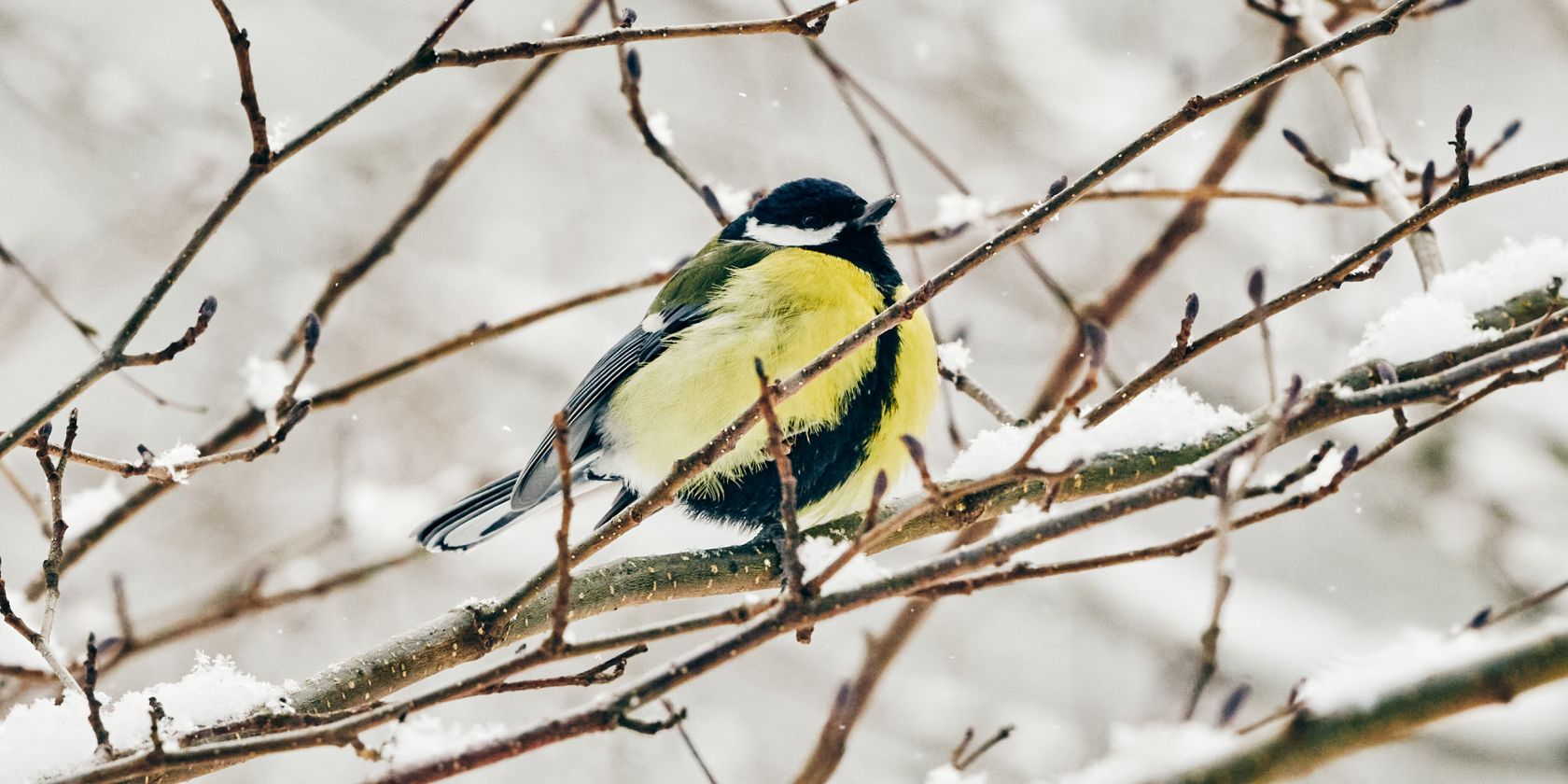 20210209-Winter06-Foto-Burwitz-Pocha, &copy; KV