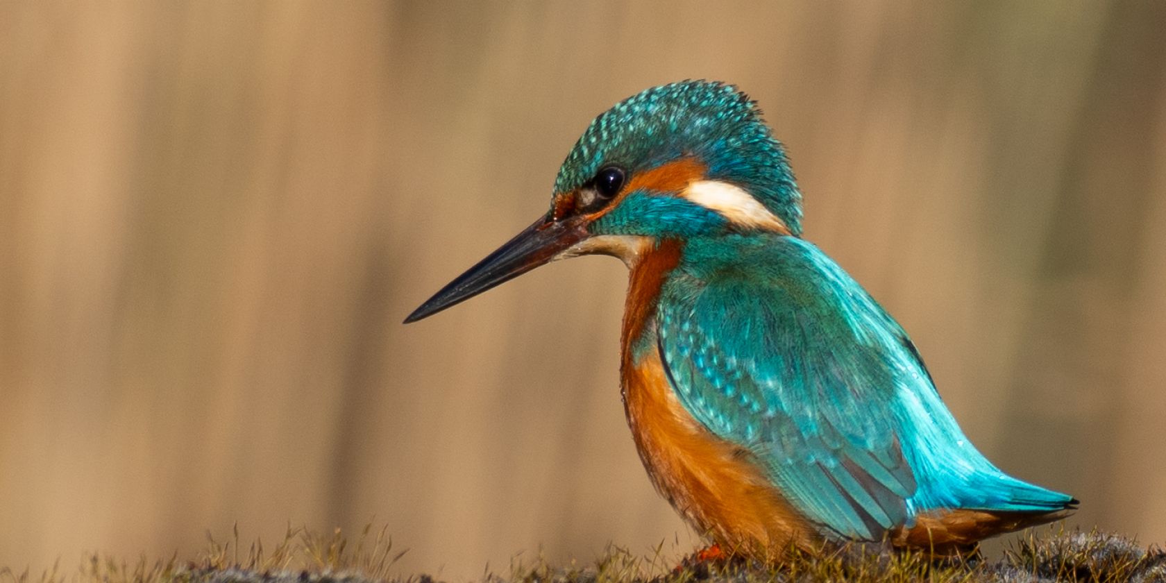 Die kleinen Dinge des Lebens, &copy; Melanie Nentwig