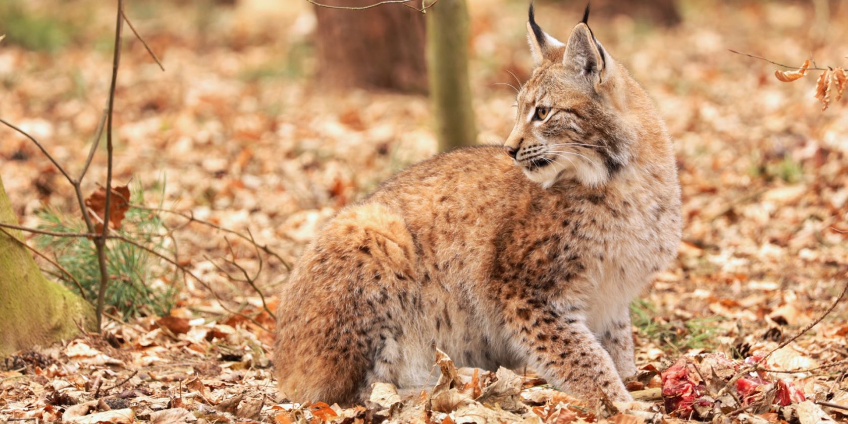 Wildpark-MV &copy; Luchsf&uuml;tterung, &copy; Wildpark-MV