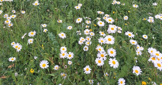 F&uuml;hrung "Mittsommer-Pflanzen"